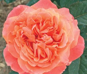 coltivare le Rose moderne