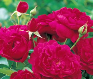 coltivare le Rose moderne
