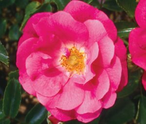 coltivare le Rose moderne