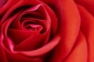 coltivare le Rose moderne