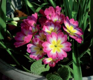 coltivare le primule - Primula obconica ibrida