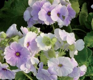 coltivare le primule - Primula sieboldii