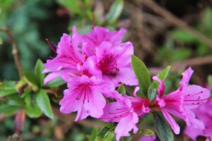 coltivare una Azalea