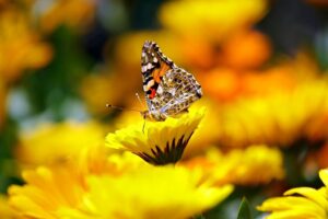 piante che attirano le farfalle e le api