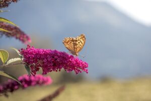 piante che attirano le farfalle e le api - Buddleia