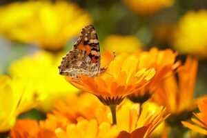 piante che attirano le farfalle e le api - Calendula officinalis