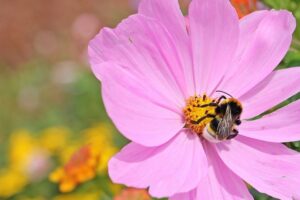 piante che attirano le farfalle e le api - Cosmea