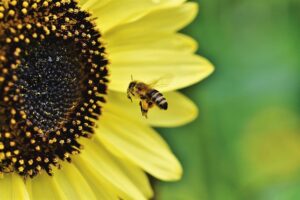 piante che attirano le farfalle e le api - Girasole