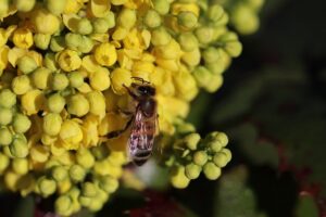 piante che attirano le farfalle e le api - Mahonia