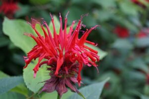 piante che attirano le farfalle e le api - Monarda jpg