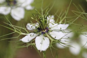 piante che attirano le farfalle e le api - Nigella