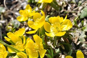 piante che attirano le farfalle e le api - Potentilla
