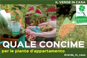 scegliere i concimi per le piante
