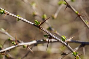 scegliere le piante per la siepe - Berberis