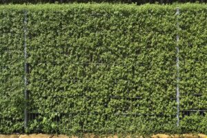 scegliere le piante per la siepe - Ligustrum ovalifolium