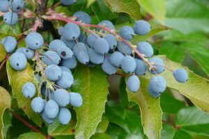 scegliere le piante per la siepe - Mahonia aquifolium