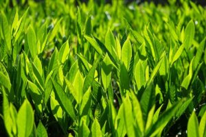 scegliere le piante per la siepe - Prunus laurocerasus