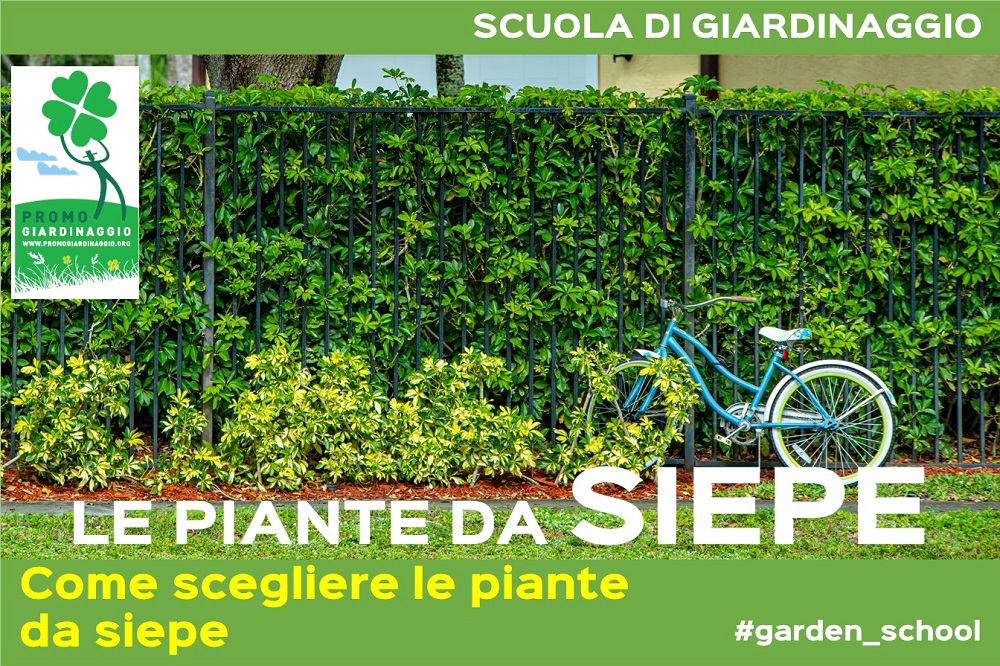 scegliere le piante per la siepe