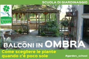 Piante per un balcone in ombra