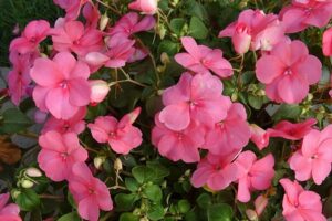 Piante-per-un-balcone-in-ombra-Impatiens