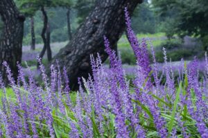 Piante-per-un-balcone-in-ombra-Liriope