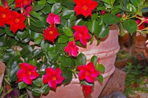 Piante-per-un-balcone-in-ombra-Mandevilla