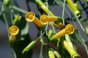 Piante-per-un-balcone-in-ombra-Nicotiana