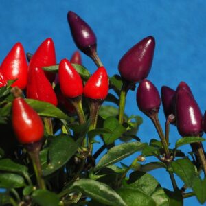 coltivare il peperoncino in vaso