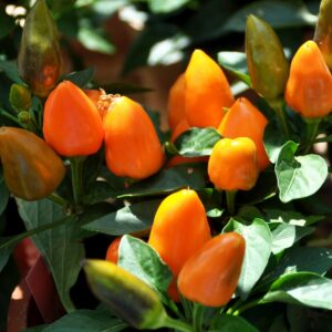 coltivare il peperoncino in vaso