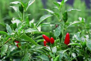 coltivare il peperoncino in vaso