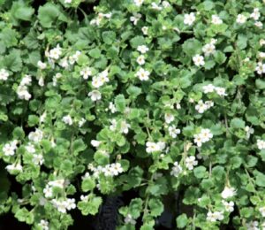 coltivare la Bacopa