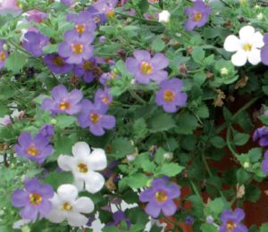coltivare la Bacopa