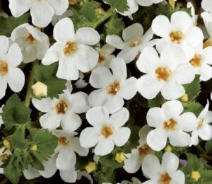 coltivare la Bacopa
