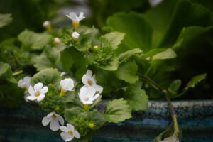 coltivare la Bacopa