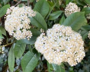 coltivare la Photinia
