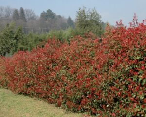 coltivare la Photinia