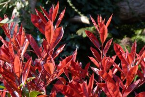 coltivare la Photinia