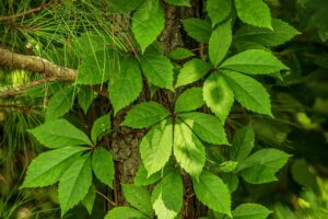 coltivare la Vite americana -Parthenocissus quinquefolia