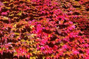 coltivare la Vite americana -Parthenocissus tricuspidata