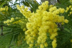 coltivare la mimosa