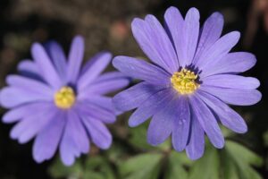 terrazzo fiorito in primavera - Anemone blanda
