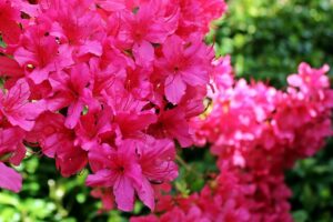 terrazzo fiorito in primavera - Azalea