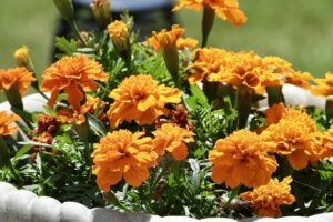 terrazzo fiorito in primavera - Calendula