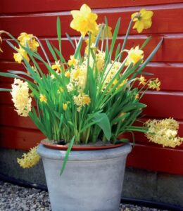 terrazzo fiorito in primavera - Narcisi e Giacinti