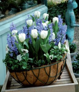 terrazzo fiorito in primavera - Tulipani e Giacinti