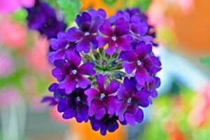 terrazzo fiorito in primavera - Verbena