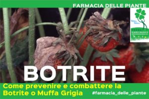 Botrite o Muffa Grigia