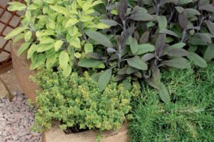 aromatiche sul terrazzo