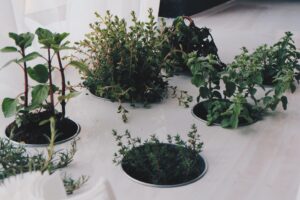 aromatiche sul terrazzo