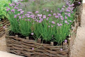 aromatiche sul terrazzo